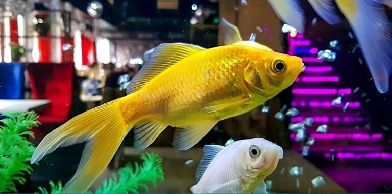 Pregnant Molly Fish: A complete Guide to Care and Behavior