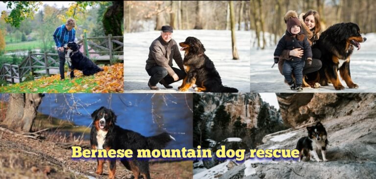 Bernese Mountain Dog Rescue: A Path to Loyalty, guidelines