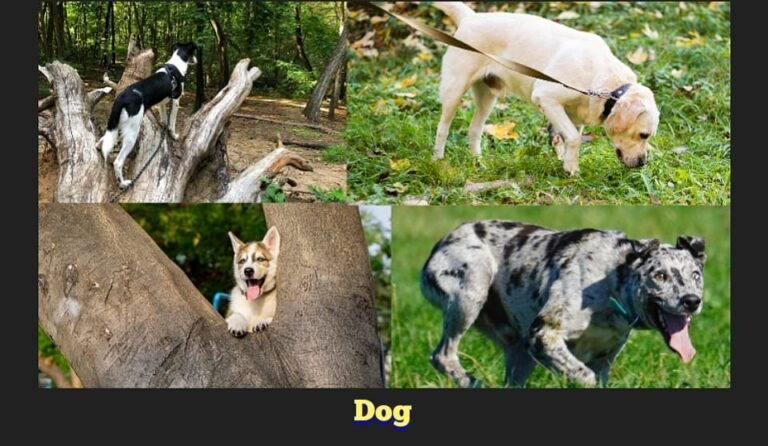 Hanging Tree Dog