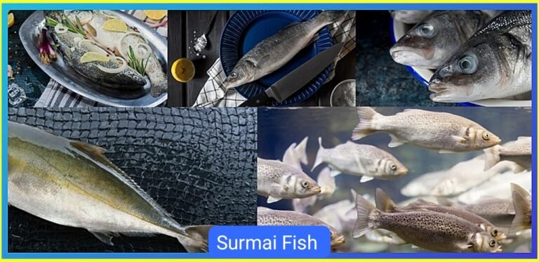 Surmai fish