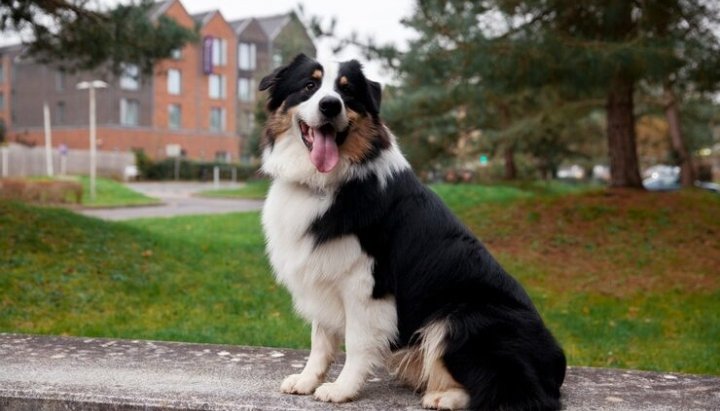 Bernese mountain dog puppy important in our life