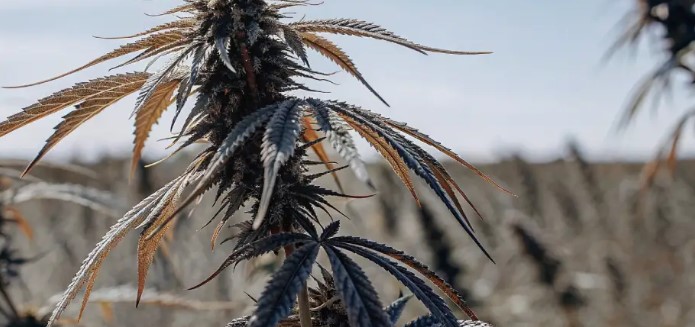 Hawaii Maui Wowie: That Defines Island Vibes